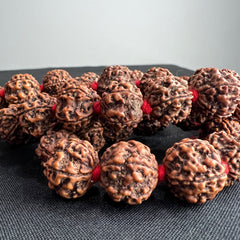 1/2 Rudraksha Mala 54 Beads Red Cord XL