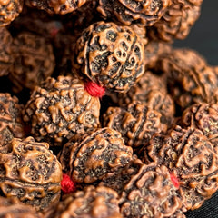 1/2 Rudraksha Mala 54 Beads Red Cord XL