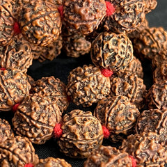 1/2 Rudraksha Mala 54 Beads Red Cord XL